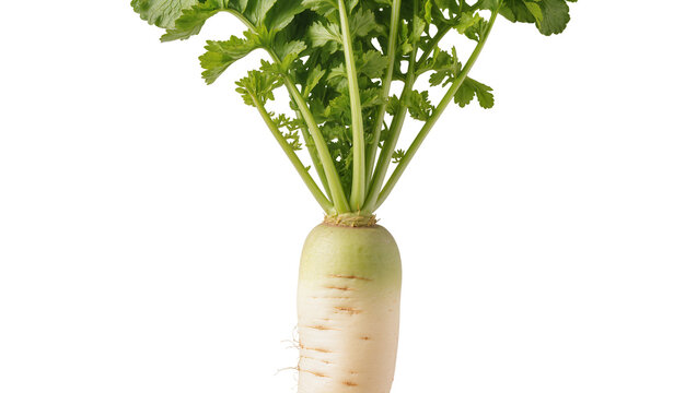 Daikon radish with green leaves and root