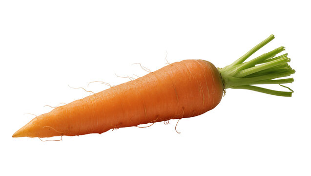 Orange carrot with green leafy tops and fine root hairs