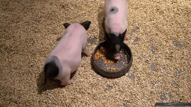 Two spotted piglets eating feed in an indoor farm pen