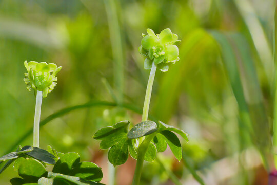 Moschatel Flowers (Adoxa moschatellina) in Spring Woodland Habitat