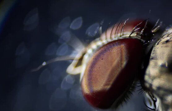 microscope image of a fly