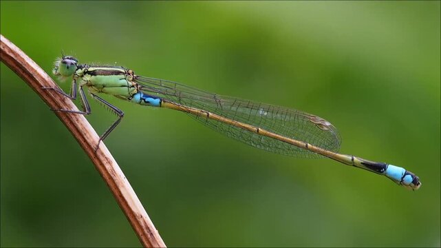 Close-up of a green and blue turquoise coloured damselfly of Mauritius 