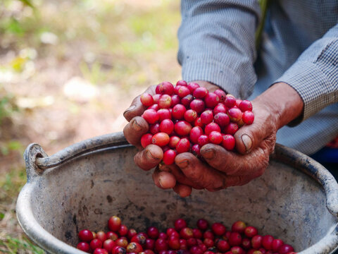 Close up hands harvest red seed in basket robusta arabica plant farm. Coffee plant farm woman Hands harvest raw coffee beans. Ripe red seed in basket robusta arabica plant tropical farm.