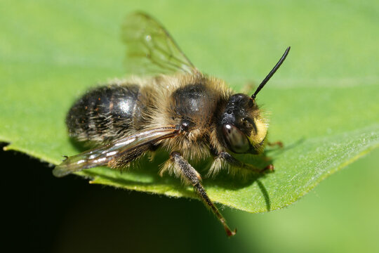 Closeup on a male Fork-tailed flower bee, Anthophora furcata a specialist on Stachys flowers resting
