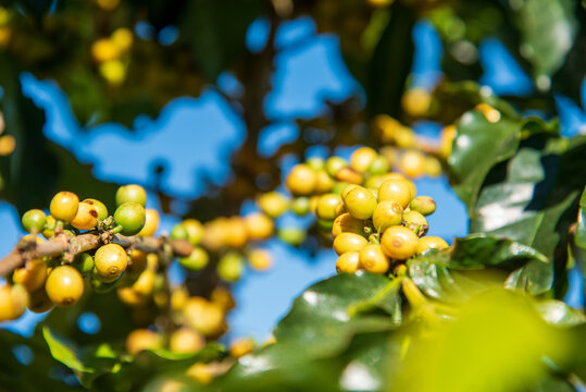 Close up yellow ripe seed berries harvest arabica coffee garden. Fresh coffee bean green leaf bush. Yellow coffee bean berry plant fresh seed tree growth in Yellow Bourbon eco organic farm