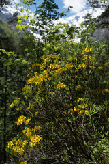 Obraz premium Vertical view of wild yellow azalea or Rhododendron luteum blooming in a mountain forest with snowy peaks on background . Vibrant wild yellow honeysuckle azalea growing in pristine alpine woodland