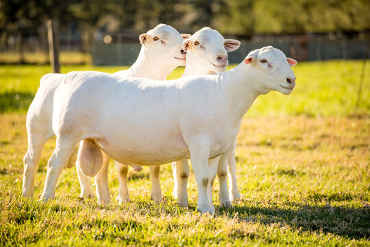 Three White Dorper Sheep Standing in Sunny Green Pasture