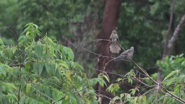Male Plaintive Cuckoo Arrives Beside Female with Visible Tracking Response and Brief Orientation, Palawan Philippines
