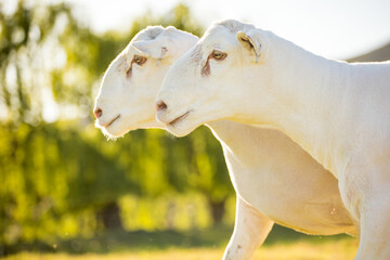 Fototapeta premium Two White Dorper Sheep Standing Together Outdoors