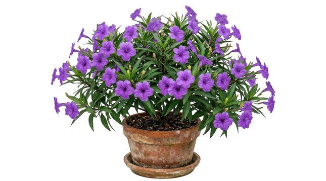 Beautiful purple flowers in a terracotta pot isolated on transparent background