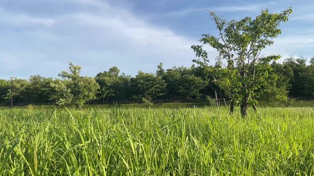  夏の青空の下に広がる緑豊かな草原とポツンと佇む一本の木