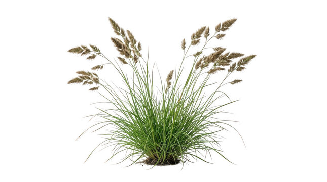 A lush green grass plant with brown seed heads isolated on transparent background