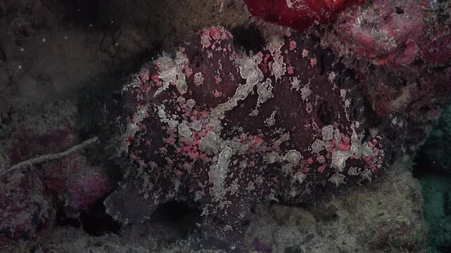 Dark Sea Creature Lurking Underwater on Ocean Floor