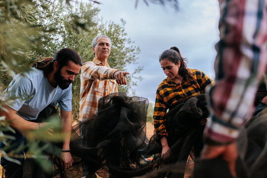 Family working together harvesting olives in an olive grove
