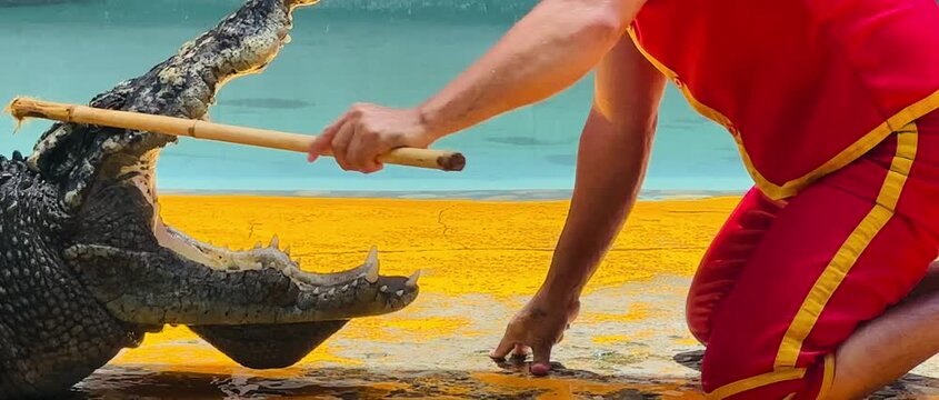 Professional crocodile trainer interacting closely with a large crocodile during a wildlife performance. Dramatic animal behavior and danger concept in a controlled environment.