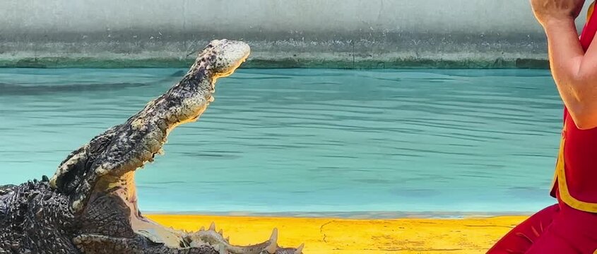Professional crocodile trainer interacting closely with a large crocodile during a wildlife performance. Dramatic animal behavior and danger concept in a controlled environment.