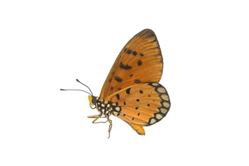 Naklejka premium Beautiful butterfly flying isolated on white background. Tawny Coster (Acraea violae) ,Acraea terpsicore, the tawny coster, is a small, Use for graphics or advertising design.