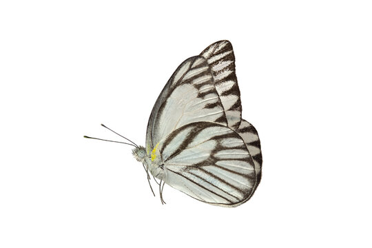 Beautiful butterfly flying isolated on white background. white Coster (Neophasia menapia) ,Neophasia menapia, the white coster, is a small, Use for graphics or advertising design.