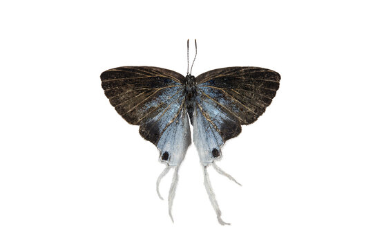 Hypolycaena erylus Butterfly. isolated on white background. Detailed Macro Photography	