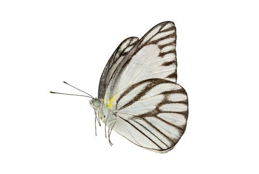 Beautiful butterfly flying isolated on white background. white Coster (Neophasia menapia) ,Neophasia menapia, the white coster, is a small, Use for graphics or advertising design.