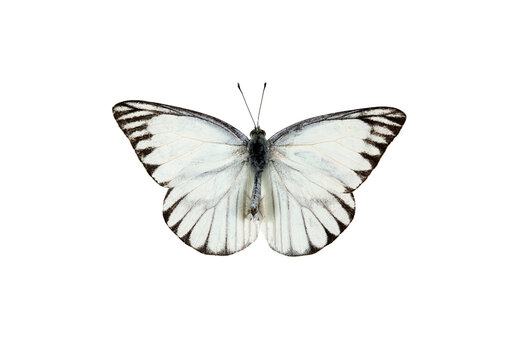 Beautiful butterfly flying isolated on white background. white Coster (Neophasia menapia) ,Neophasia menapia, the white coster, is a small, Use for graphics or advertising design.