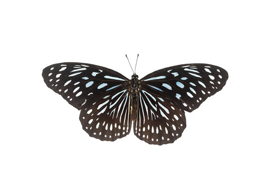 Beautiful closeup (Dark Glassy Tiger Butterfly). Beautiful blue butterfly flying isolated on white background. for graphics or advertising design.