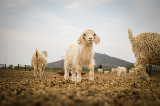 Young Angora Kid Goat Standing in Farm Enclosure