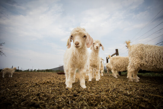 Young Angora Goat Kids in a Farm Enclosure