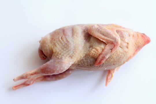 Fresh raw quail from a home breeding during processing. Next step is gutting, top view on white background.