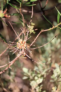 European Honey Bee (Apis mellifera) collecting nectar from Grevillea flower, South Australia
