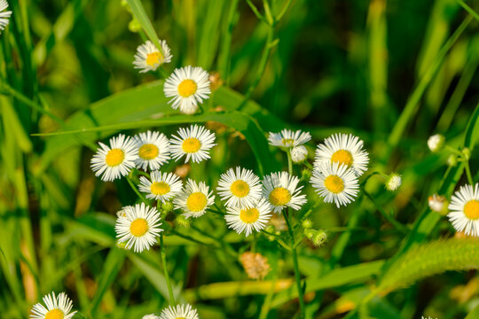 Beautiful wild daisy fleabane flowers blooming in a lush green grass field during early summer nature background