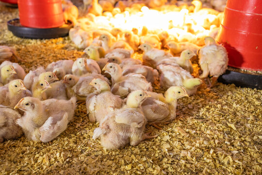 Baby Chicks Huddled Under Heat Lamp in Poultry Brooder