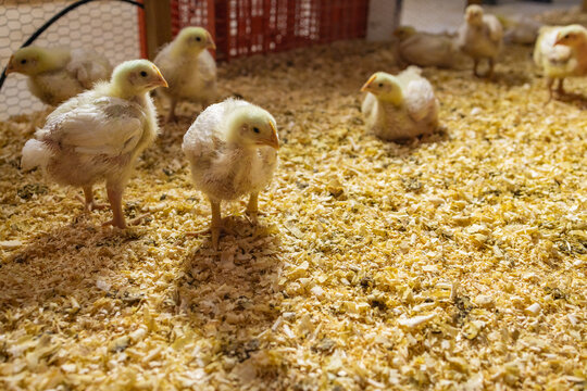 Baby Chicks on Wood Shaving Bedding in a Brooder