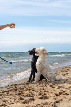 Two Standard Poodles Sitting on Beach Watching Hand with Ball