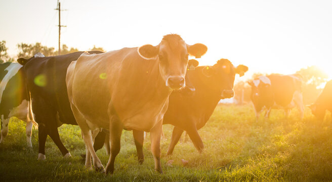 Dairy Cattle Herd Grazing in Golden Sunset Light on Green Pasture