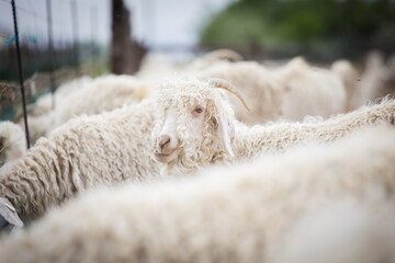 Angora Goat with Curly Mohair Fleece Among Herd in Pen © Dewald