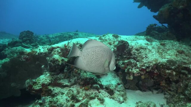 Majestic Angelfish Swims Gracefully Over Vibrant Coral Reef Ecosystem in Tropical Ocean Depths