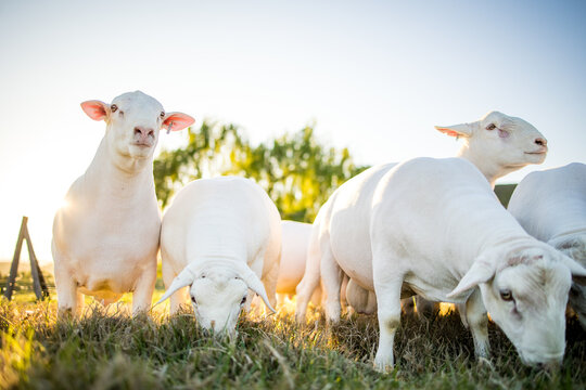 Dorper Sheep Grazing on Pasture at Golden Hour