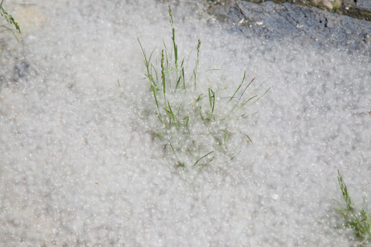 Poplar fluff on the ground. Allergy to poplar fluff.