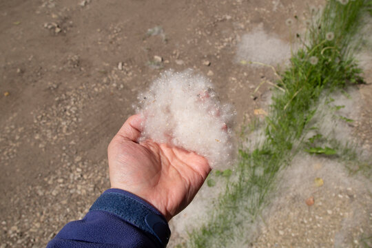 Poplar fluff on the ground. Allergy to poplar fluff.
