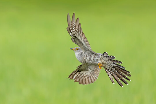 A premium, tack-sharp wildlife photograph of an adult Common Cuckoo (Cuculus canorus) in full, dynamic flight. 