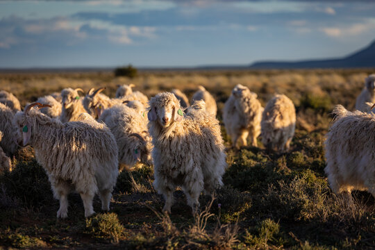 Herd of Angora Goats on Arid Karoo Scrubland at Golden Hour