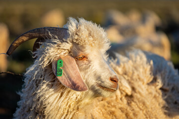 Horned Angora Goat with Green Ear Tag in Golden Light © Dewald