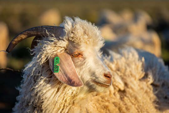 Horned Angora Goat with Green Ear Tag in Golden Light