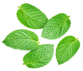 Green mint leaf isolated is fresh © URSA Star