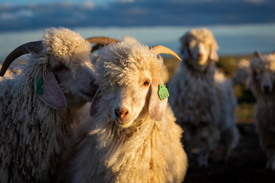 Angora Goats with Ear Tags in Golden Evening Light