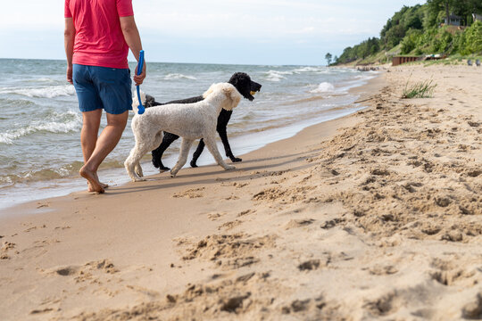 Man Walking Two Standard Poodles on Lake Michigan Beach