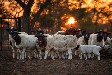 Fototapeta premium Dorper Sheep Flock at Sunset in African Farm Enclosure