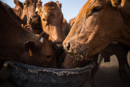 Beef Cattle Feeding from Trough on Livestock Farm