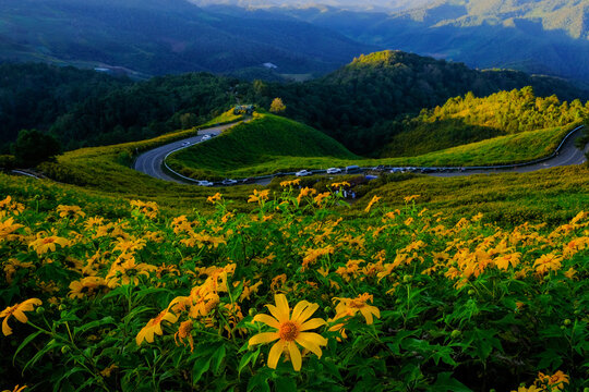 Tithonia diversifolia (Hemsl.) A.Gray.) at sunset at Doi Mae U-Kho Mae Hong Son Province, Thailand